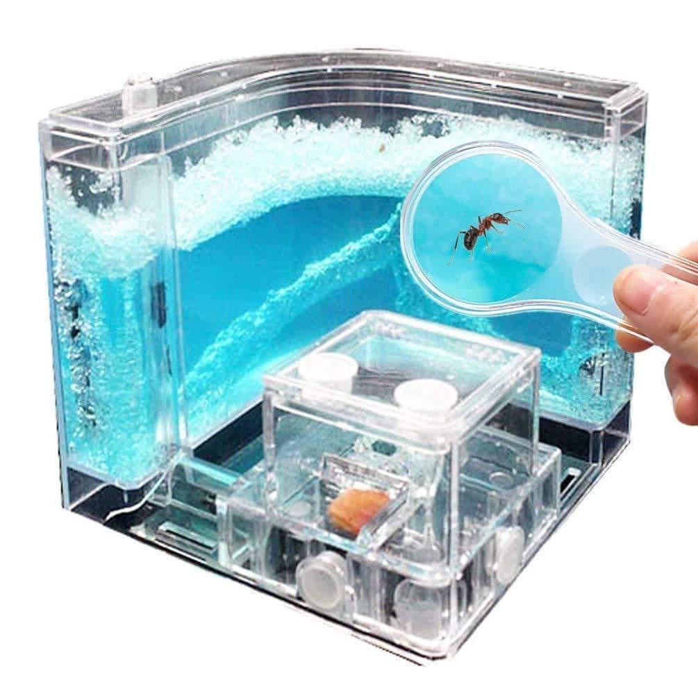 Ant Farm Castle - Nurturing A Love Of Natural Science